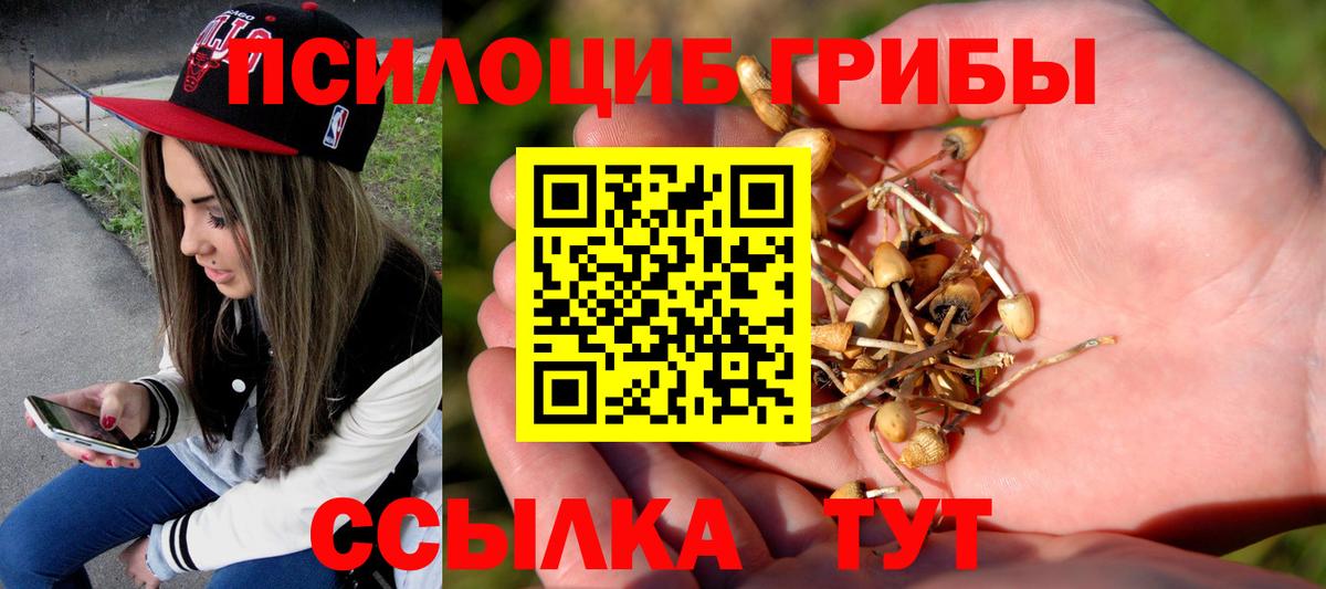 закладки  Вход с VPN  Хасавюрт  Псилоцибиновые грибы Psilocybe 